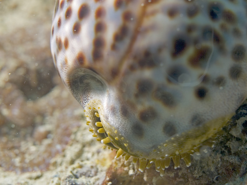 Marine Park, Cowrie Shell